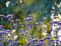 verbena bonariensis.jpg_s.jpg